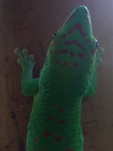 original gecko 2