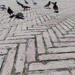 pigeons and bricks wide small