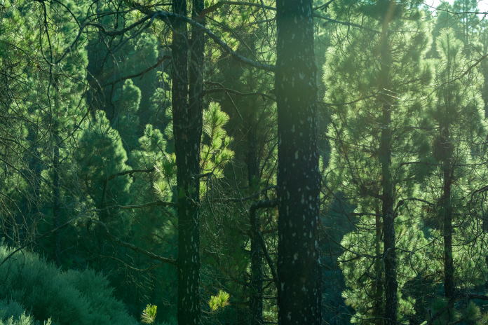 Image of an evergreen forest